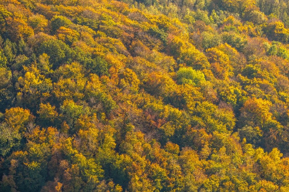 Luftbild Arnsberg - Herbstluftbild Baumspitzen in einem Waldgebiet in Arnsberg im Bundesland Nordrhein-Westfalen, Deutschland