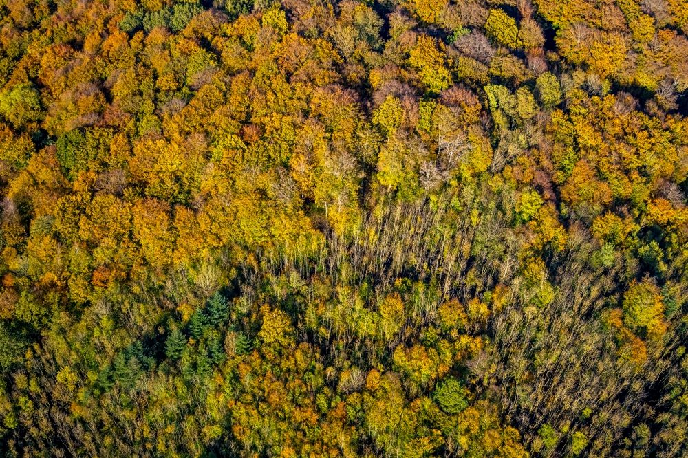 Arnsberg von oben - Herbstluftbild Baumspitzen in einem Waldgebiet in Arnsberg im Bundesland Nordrhein-Westfalen, Deutschland