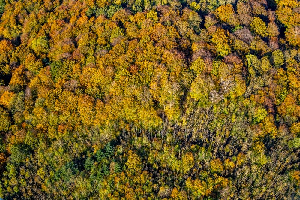 Arnsberg aus der Vogelperspektive: Herbstluftbild Baumspitzen in einem Waldgebiet in Arnsberg im Bundesland Nordrhein-Westfalen, Deutschland