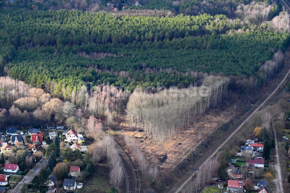 Bergfelde aus der Vogelperspektive: Herbstluftbild Baumspitzen in einem Waldgebiet in Bergfelde im Bundesland Brandenburg, Deutschland