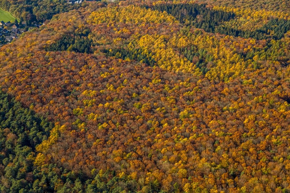 Luftbild Haltern am See - Herbstluftbild Baumspitzen in einem Waldgebiet in Haltern am See im Bundesland Nordrhein-Westfalen, Deutschland