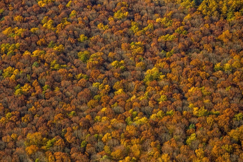 Luftaufnahme Haltern am See - Herbstluftbild Baumspitzen in einem Waldgebiet in Haltern am See im Bundesland Nordrhein-Westfalen, Deutschland
