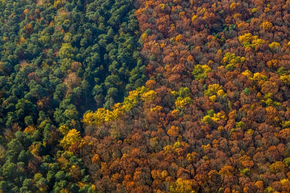 Haltern am See von oben - Herbstluftbild Baumspitzen in einem Waldgebiet in Haltern am See im Bundesland Nordrhein-Westfalen, Deutschland