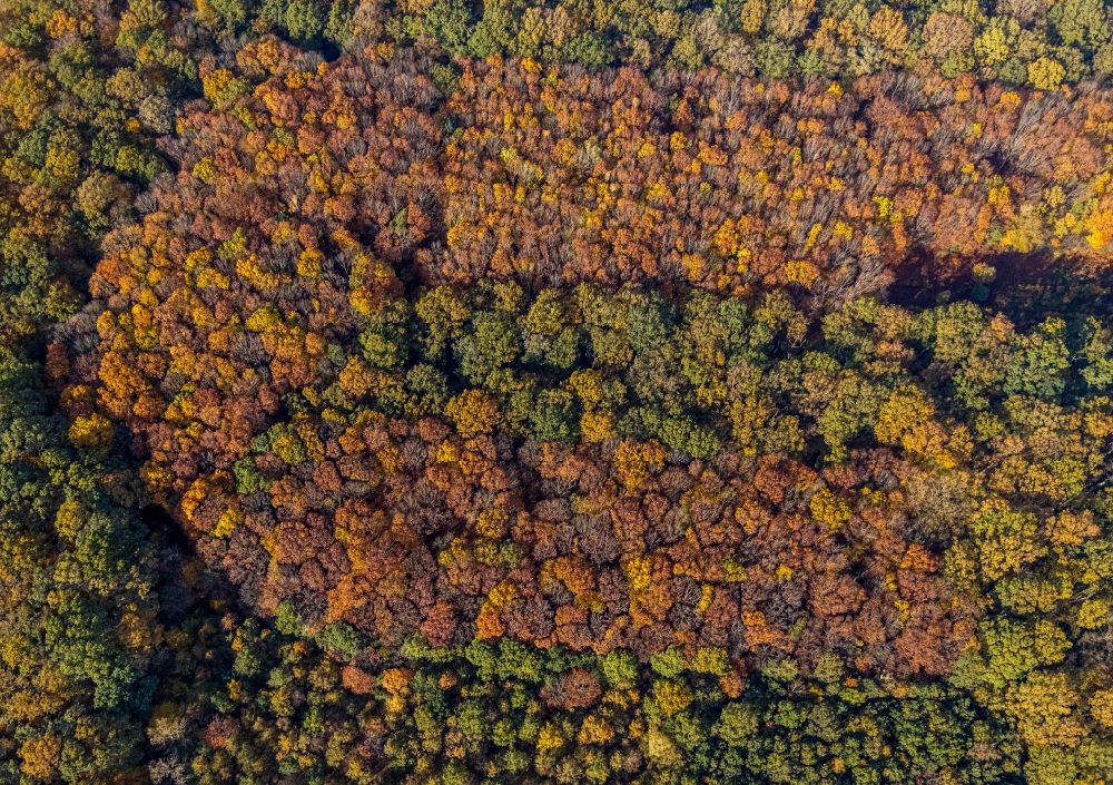 Hamm von oben - Herbstluftbild Baumspitzen in einem Waldgebiet im Ortsteil Caldenhof in Hamm im Bundesland Nordrhein-Westfalen, Deutschland