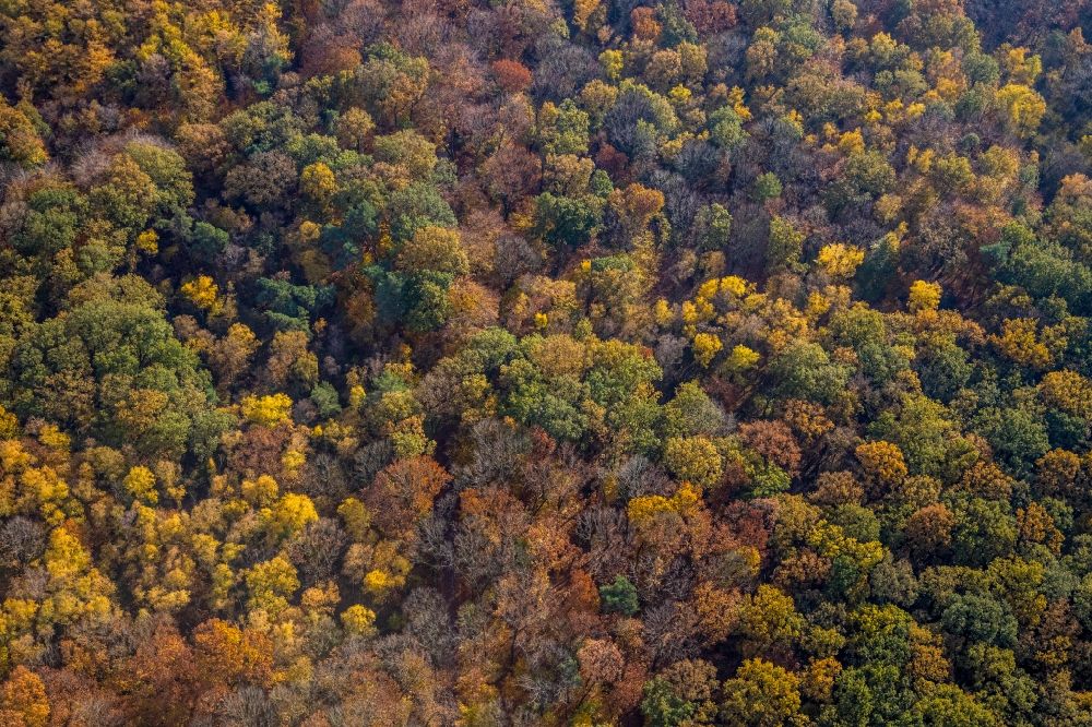 Hamm aus der Vogelperspektive: Herbstluftbild Baumspitzen in einem Waldgebiet im Ortsteil Caldenhof in Hamm im Bundesland Nordrhein-Westfalen, Deutschland