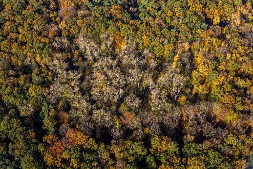 Luftbild Hamm - Herbstluftbild Baumspitzen in einem Waldgebiet im Ortsteil Caldenhof in Hamm im Bundesland Nordrhein-Westfalen, Deutschland