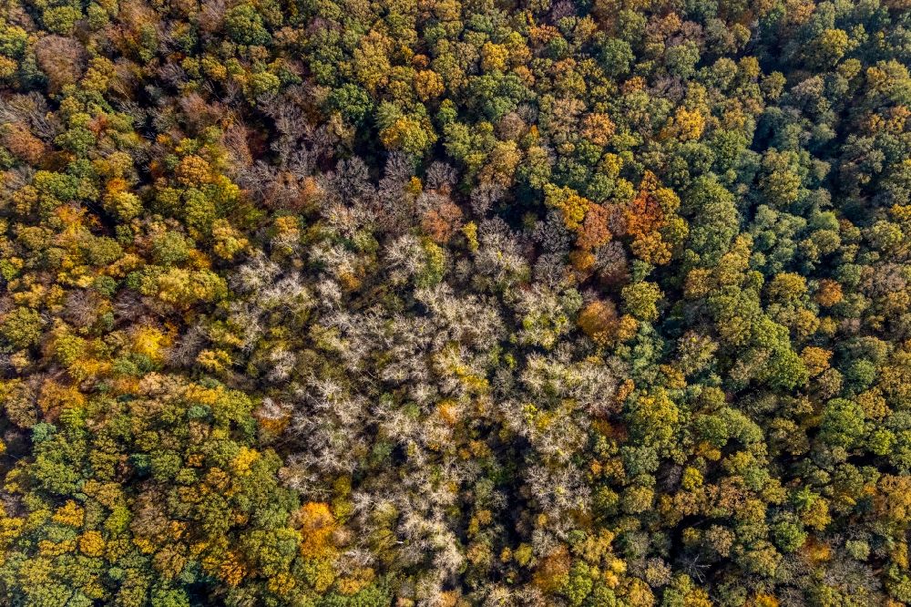 Luftaufnahme Hamm - Herbstluftbild Baumspitzen in einem Waldgebiet im Ortsteil Caldenhof in Hamm im Bundesland Nordrhein-Westfalen, Deutschland