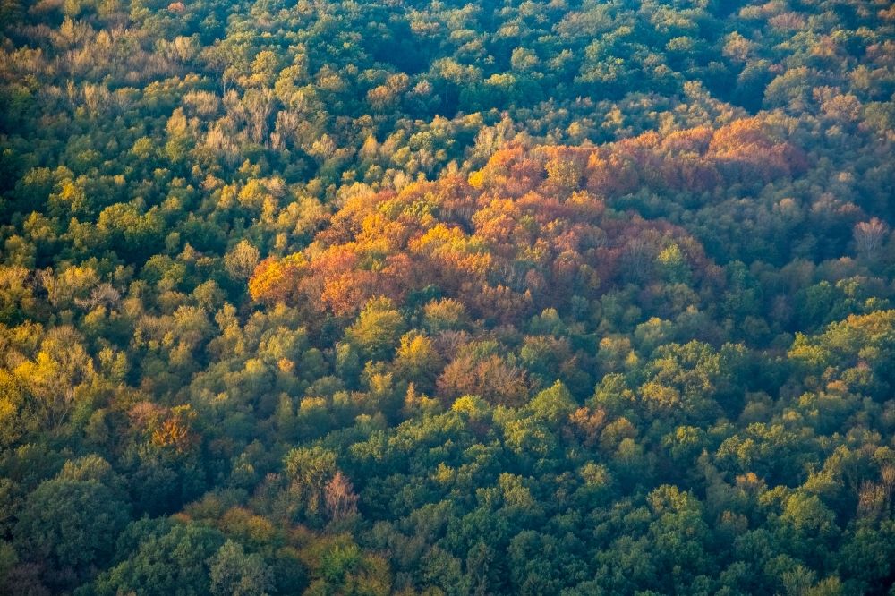 Luftaufnahme Hamm-Heessen - Herbstluftbild Baumspitzen in einem Waldgebiet im Ortsteil Heessen in Hamm im Bundesland Nordrhein-Westfalen, Deutschland