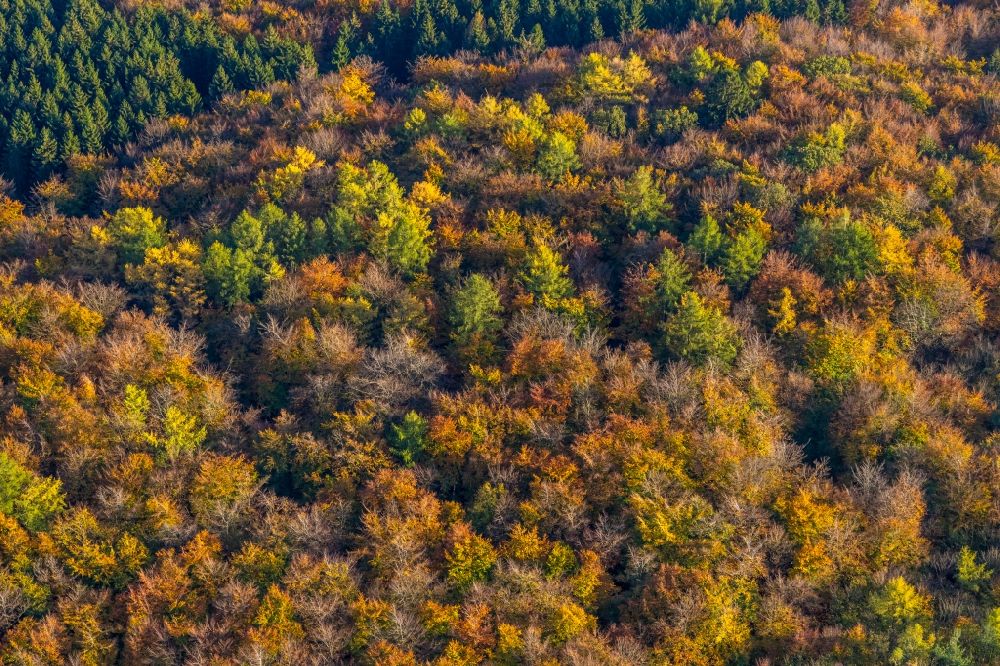 Luftaufnahme Wennigloh - Herbstluftbild Baumspitzen in einem Waldgebiet in Wennigloh im Bundesland Nordrhein-Westfalen, Deutschland