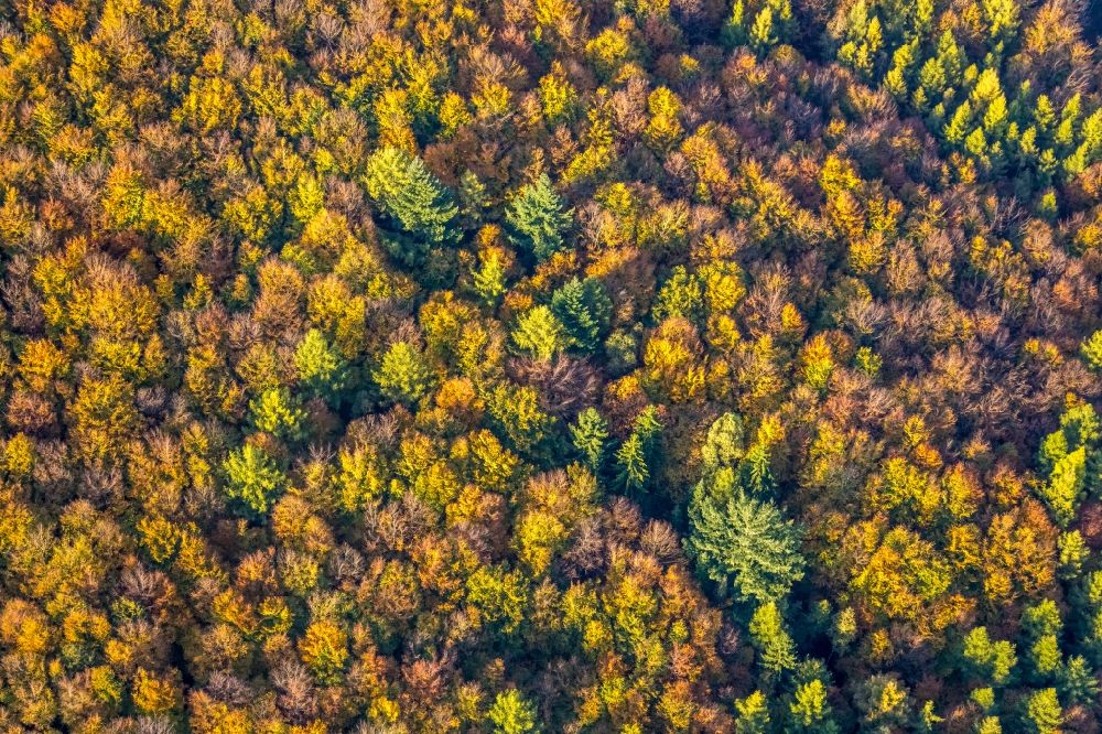 Luftbild Wennigloh - Herbstluftbild Baumspitzen in einem Waldgebiet in Wennigloh im Bundesland Nordrhein-Westfalen, Deutschland