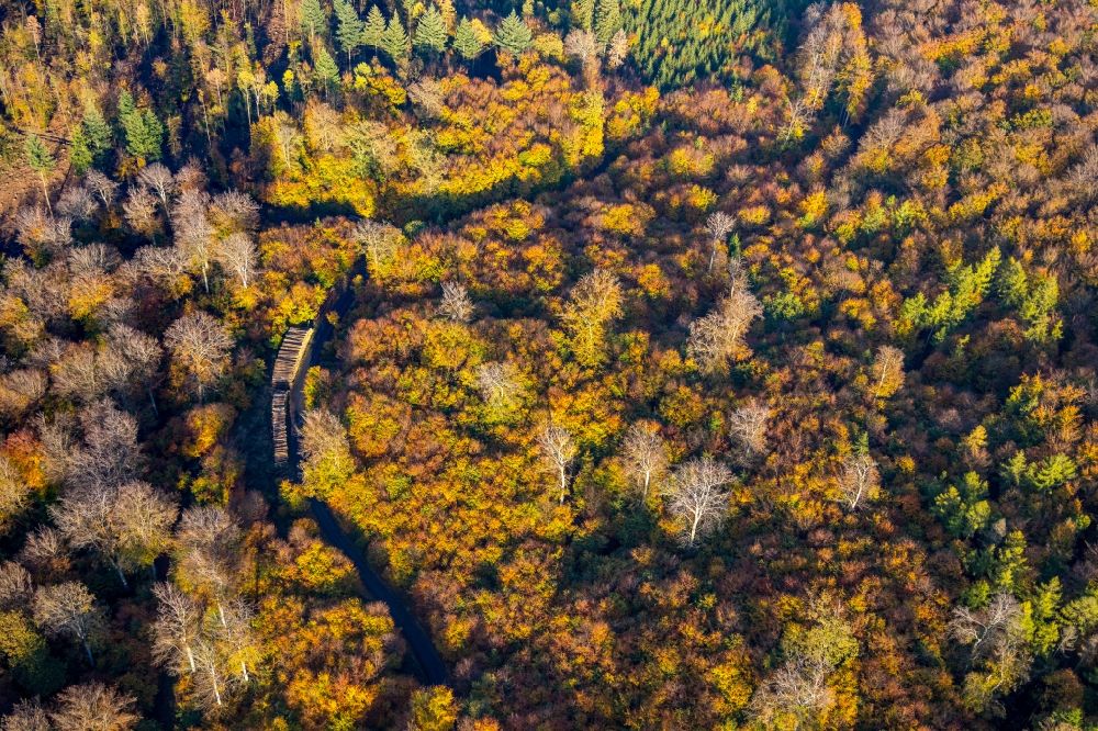 Wennigloh von oben - Herbstluftbild Baumspitzen in einem Waldgebiet in Wennigloh im Bundesland Nordrhein-Westfalen, Deutschland
