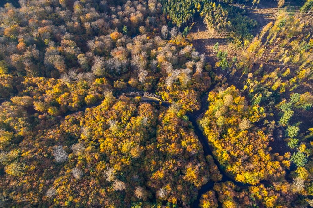 Wennigloh aus der Vogelperspektive: Herbstluftbild Baumspitzen in einem Waldgebiet in Wennigloh im Bundesland Nordrhein-Westfalen, Deutschland