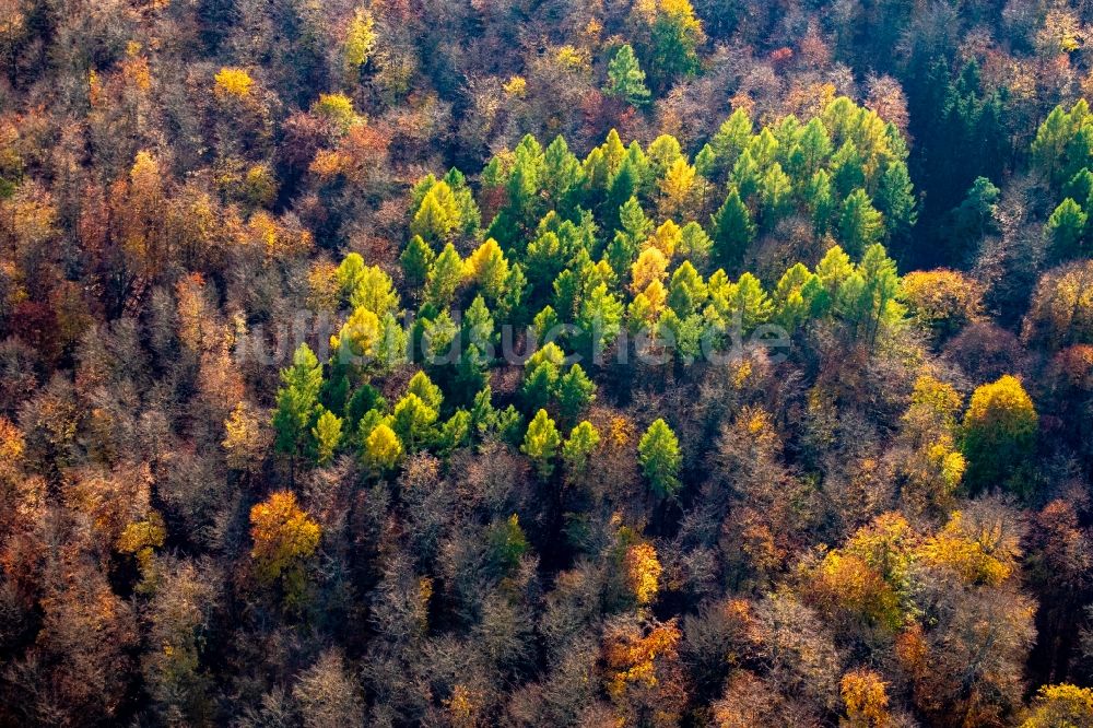 Althüttendorf von oben - Herbstluftbild Entlaubte kahle Baumspitzen in einem Waldgebiet in Althüttendorf im Bundesland Brandenburg, Deutschland