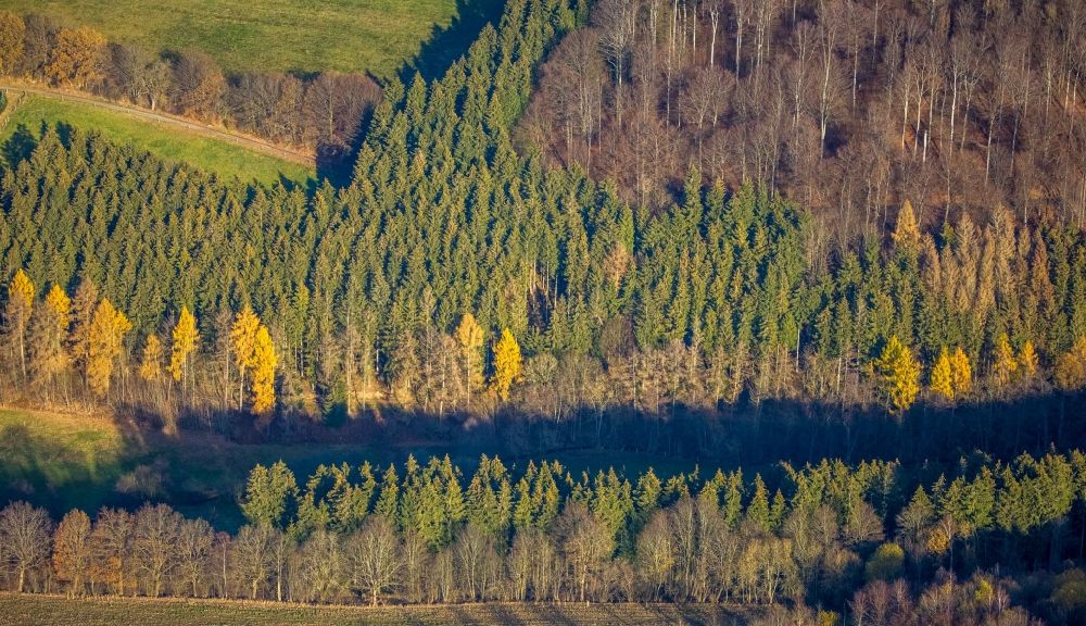 Bödefeld aus der Vogelperspektive: Herbstluftbild Forstgebiete in einem Waldgebiet in Bödefeld im Bundesland Nordrhein-Westfalen, Deutschland