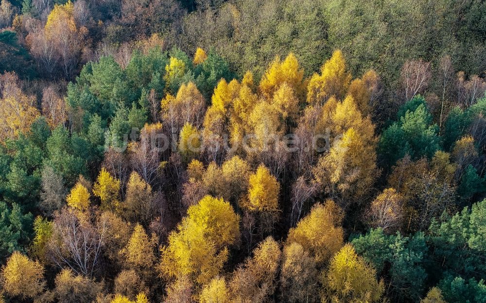 Luftbild Sieversdorf - Herbstluftbild Forstgebiete in einem Waldgebiet in Sieversdorf im Bundesland Brandenburg, Deutschland