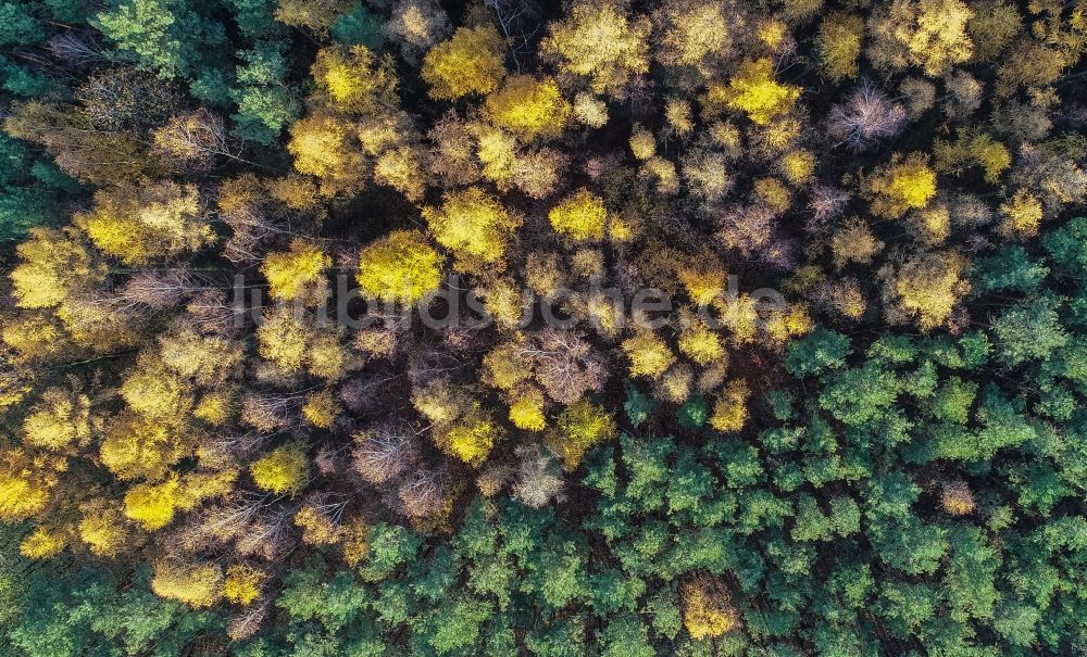 Luftaufnahme Sieversdorf - Herbstluftbild Forstgebiete in einem Waldgebiet in Sieversdorf im Bundesland Brandenburg, Deutschland
