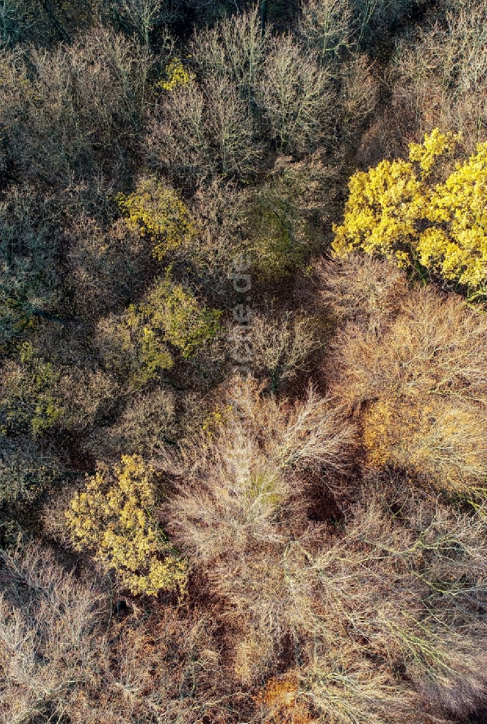 Sieversdorf von oben - Herbstluftbild Forstgebiete in einem Waldgebiet in Sieversdorf im Bundesland Brandenburg, Deutschland
