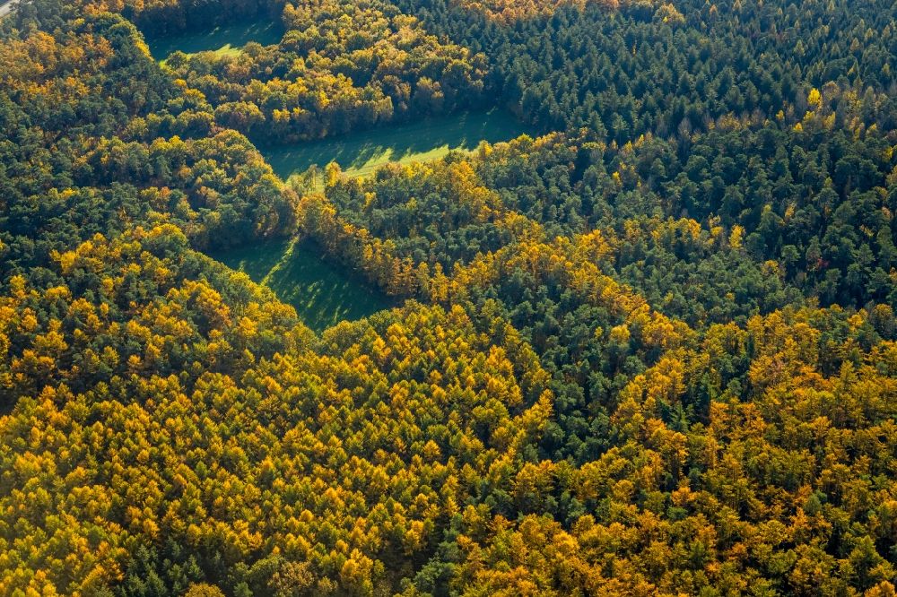 Luftaufnahme Haltern am See - Herbstluftbild Geometrische Formen der Laubbaum- Baumspitzen in einem Waldgebiet in Haltern am See im Bundesland Nordrhein-Westfalen, Deutschland