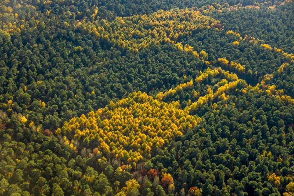 Haltern am See von oben - Herbstluftbild Geometrische Formen der Laubbaum- Baumspitzen in einem Waldgebiet in Haltern am See im Bundesland Nordrhein-Westfalen, Deutschland