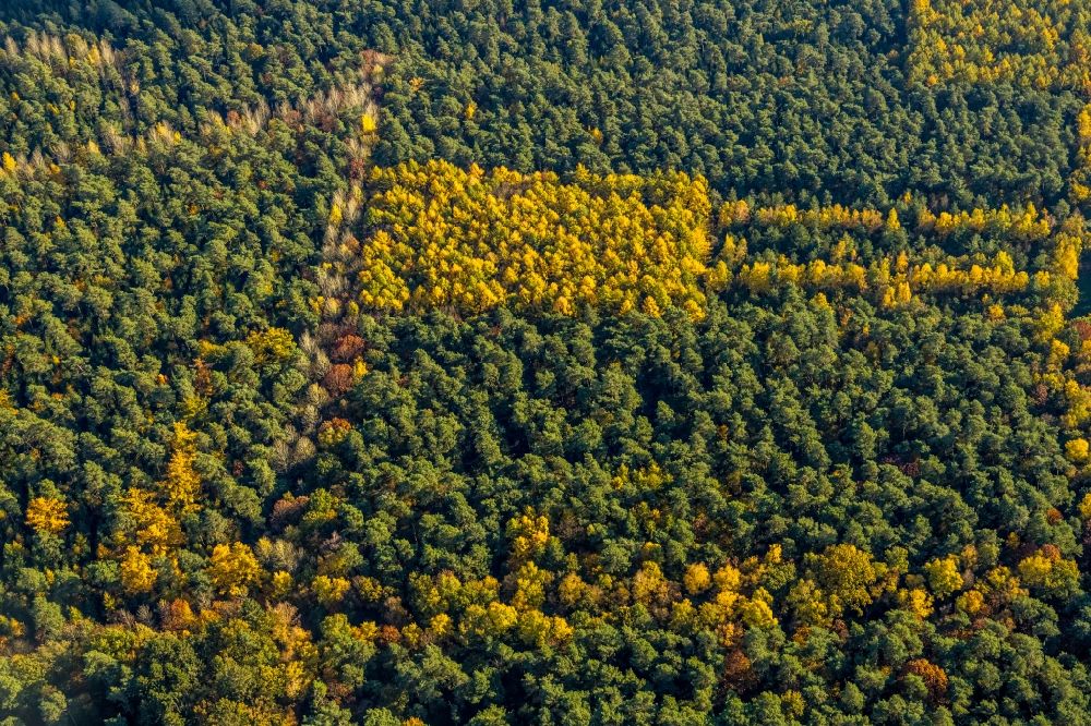 Luftbild Haltern am See - Herbstluftbild Geometrische Formen der Laubbaum- Baumspitzen in einem Waldgebiet in Haltern am See im Bundesland Nordrhein-Westfalen, Deutschland