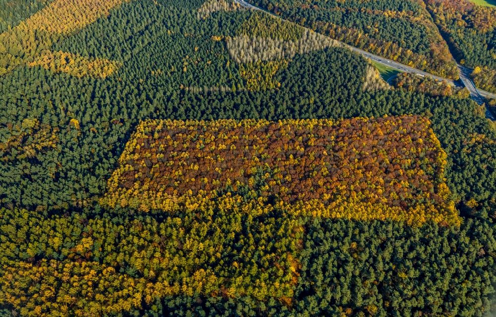 Haltern am See aus der Vogelperspektive: Herbstluftbild Geometrische Formen der Laubbaum- Baumspitzen in einem Waldgebiet in Haltern am See im Bundesland Nordrhein-Westfalen, Deutschland