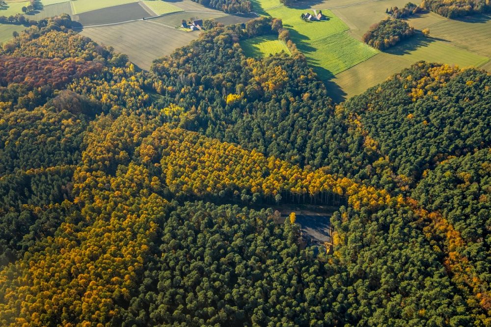 Luftaufnahme Haltern am See - Herbstluftbild Geometrische Formen der Laubbaum- Baumspitzen in einem Waldgebiet in Haltern am See im Bundesland Nordrhein-Westfalen, Deutschland