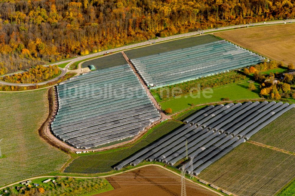 Ringsheim von oben - Herbstluftbild Gewächshausreihen zur Gemüsezucht und Erdbeezucht in Ringsheim im Bundesland Baden-Württemberg, Deutschland