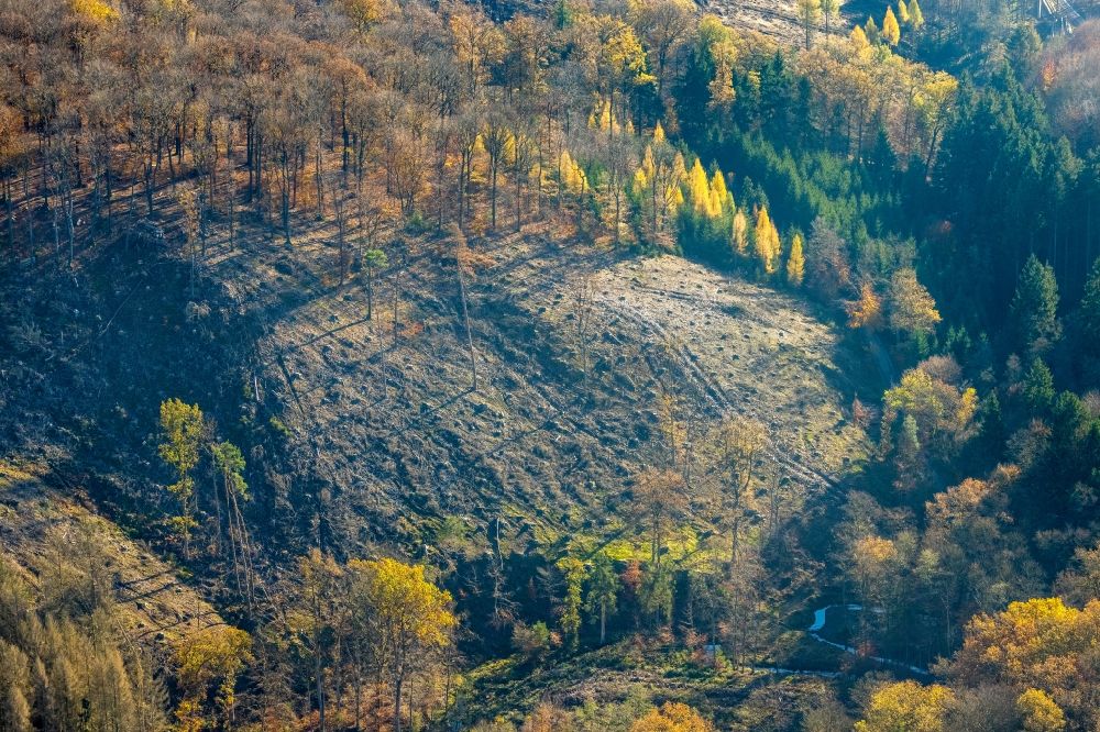 Arnsberg von oben - Herbstluftbild Kahle Fläche eines gerodeten Waldbestandes entlang des Triftweg in Arnsberg im Bundesland Nordrhein-Westfalen, Deutschland