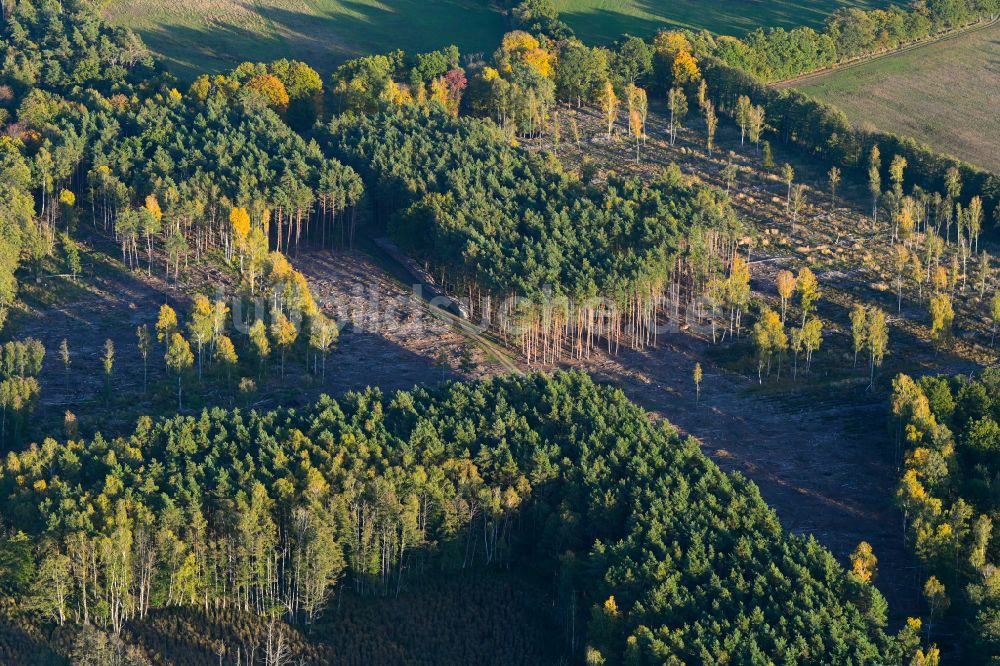 Luftbild Redefin - Herbstluftbild Kahle Fläche eines gerodeten Waldbestandes in Redefin im Bundesland Mecklenburg-Vorpommern, Deutschland