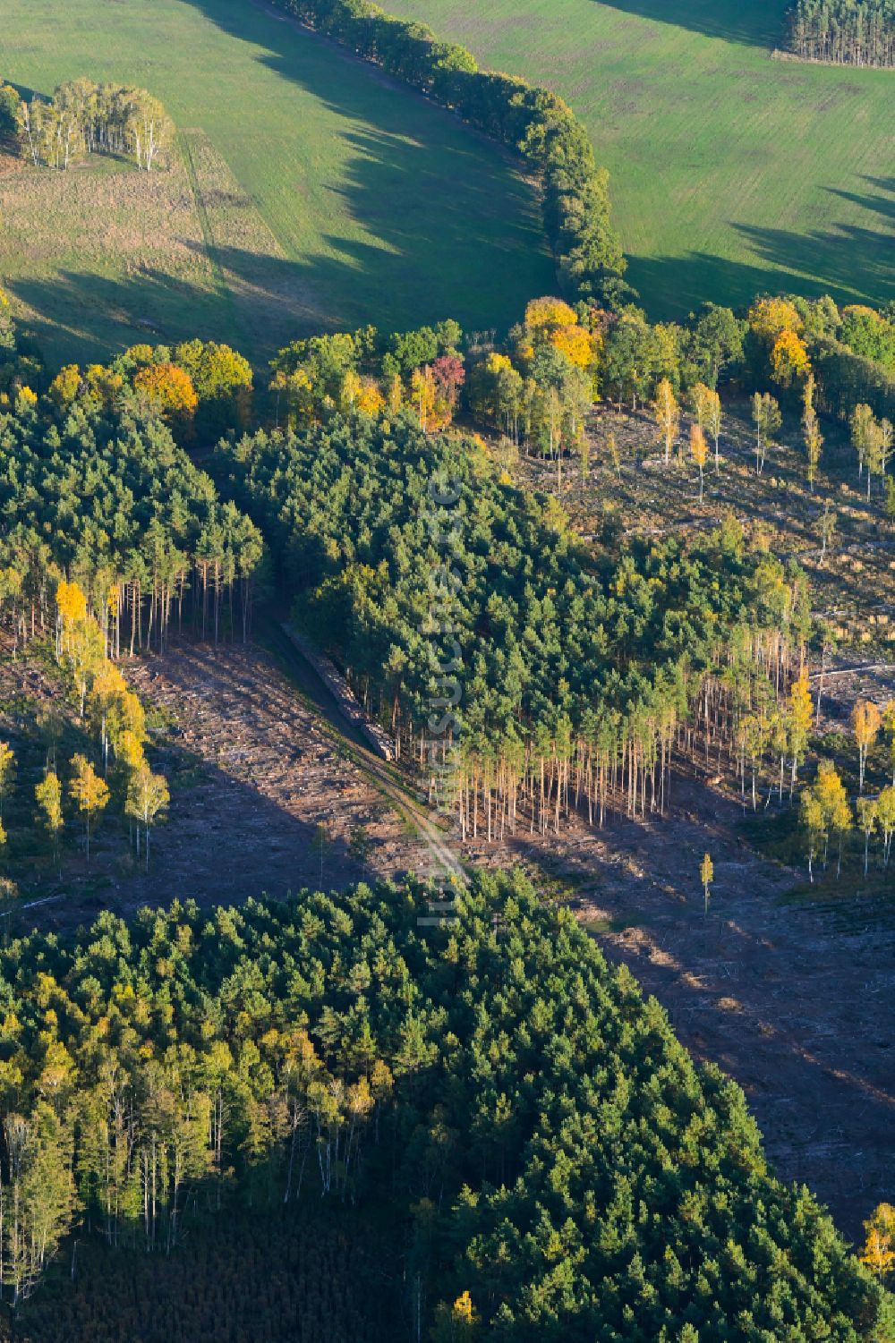 Luftaufnahme Redefin - Herbstluftbild Kahle Fläche eines gerodeten Waldbestandes in Redefin im Bundesland Mecklenburg-Vorpommern, Deutschland