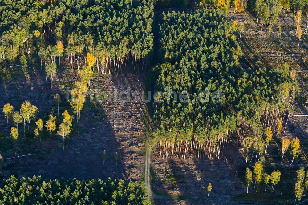 Redefin von oben - Herbstluftbild Kahle Fläche eines gerodeten Waldbestandes in Redefin im Bundesland Mecklenburg-Vorpommern, Deutschland