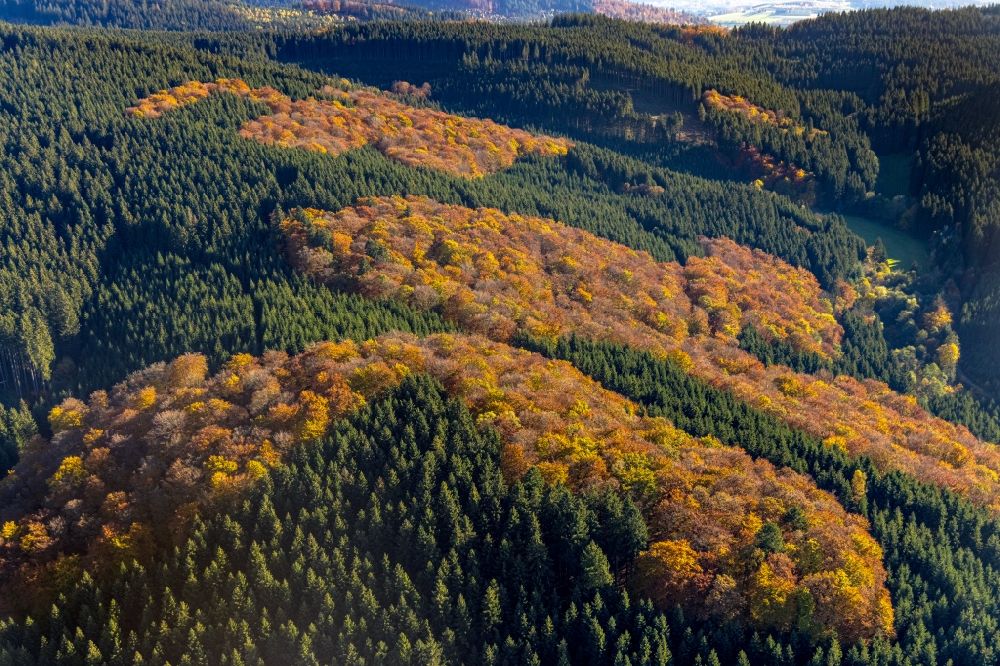 Luftaufnahme Altenilpe - Herbstluftbild Laubbaum- Baumspitzen in einem Waldgebiet in Altenilpe im Bundesland Nordrhein-Westfalen, Deutschland