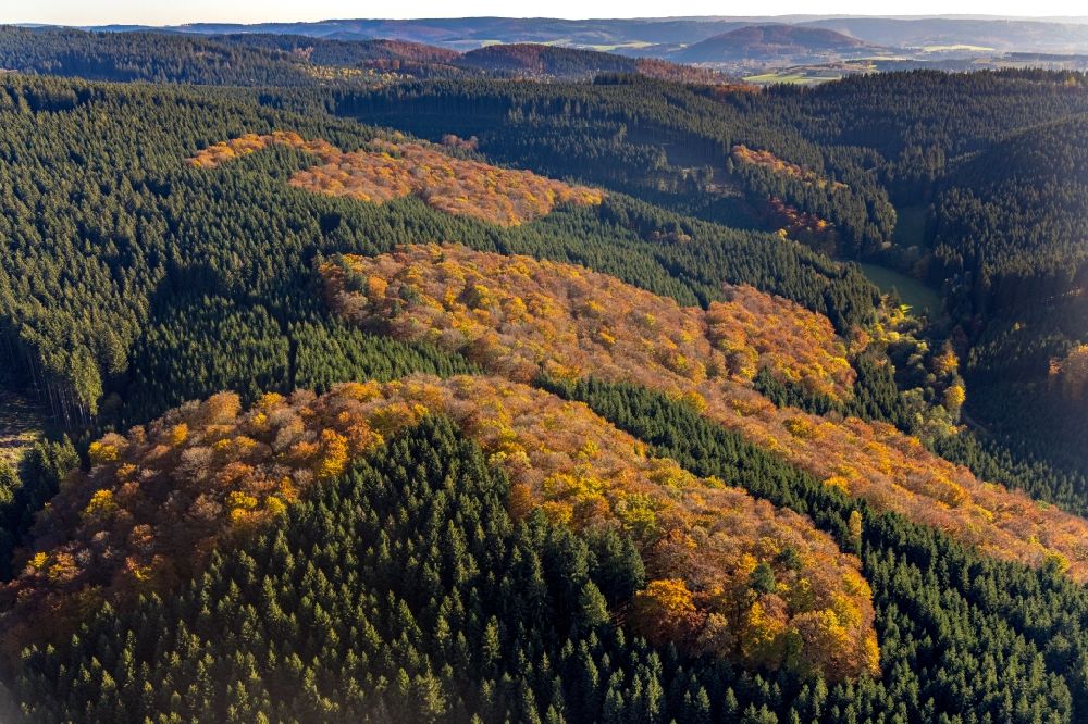 Altenilpe von oben - Herbstluftbild Laubbaum- Baumspitzen in einem Waldgebiet in Altenilpe im Bundesland Nordrhein-Westfalen, Deutschland