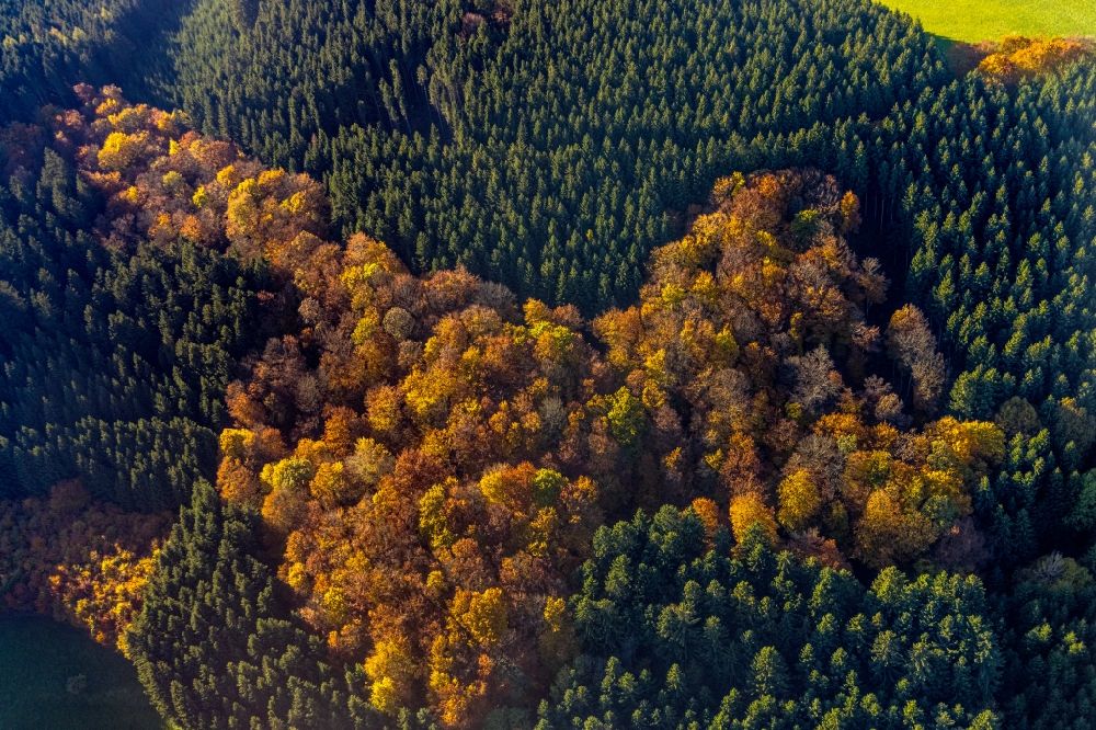 Altenilpe aus der Vogelperspektive: Herbstluftbild Laubbaum- Baumspitzen in einem Waldgebiet in Altenilpe im Bundesland Nordrhein-Westfalen, Deutschland