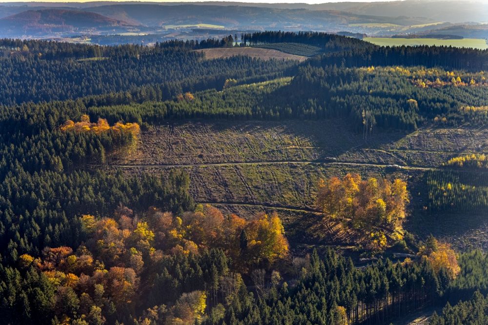 Luftaufnahme Altenilpe - Herbstluftbild Laubbaum- Baumspitzen in einem Waldgebiet in Altenilpe im Bundesland Nordrhein-Westfalen, Deutschland