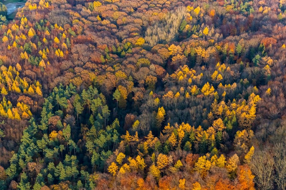 Luftbild Bommern - Herbstluftbild Laubbaum- Baumspitzen in einem Waldgebiet in Bommern im Bundesland Nordrhein-Westfalen, Deutschland