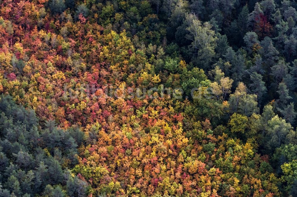 Luftbild Fischbach - Herbstluftbild Laubbaum- Baumspitzen in einem Waldgebiet im Herbst mit bunten Farben in Fischbach im Bundesland Bayern, Deutschland