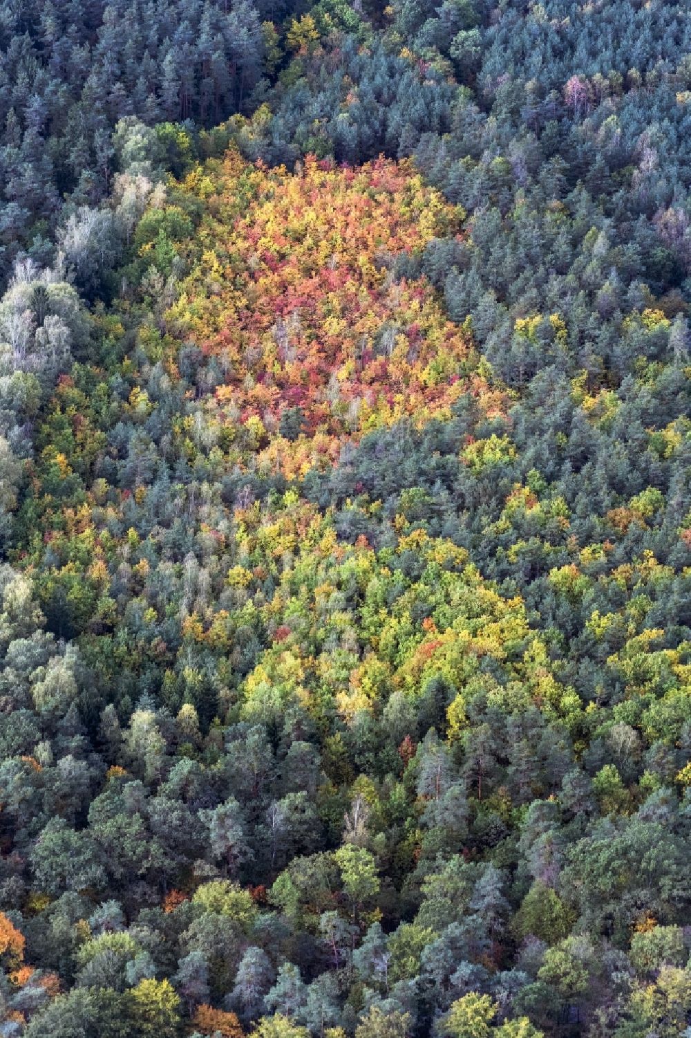 Luftaufnahme Fischbach - Herbstluftbild Laubbaum- Baumspitzen in einem Waldgebiet im Herbst mit bunten Farben in Fischbach im Bundesland Bayern, Deutschland