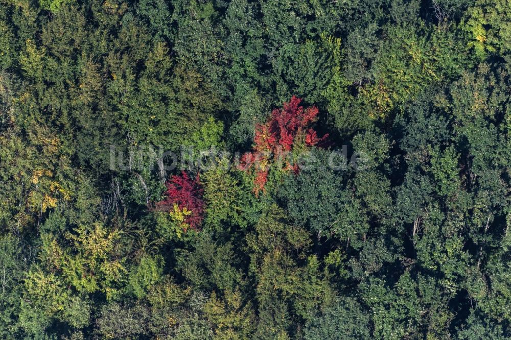 Leipzig aus der Vogelperspektive: Herbstluftbild Laubbaum- Baumspitzen in einem Waldgebiet im Landschaftspark Cospuden in Leipzig im Bundesland Sachsen, Deutschland