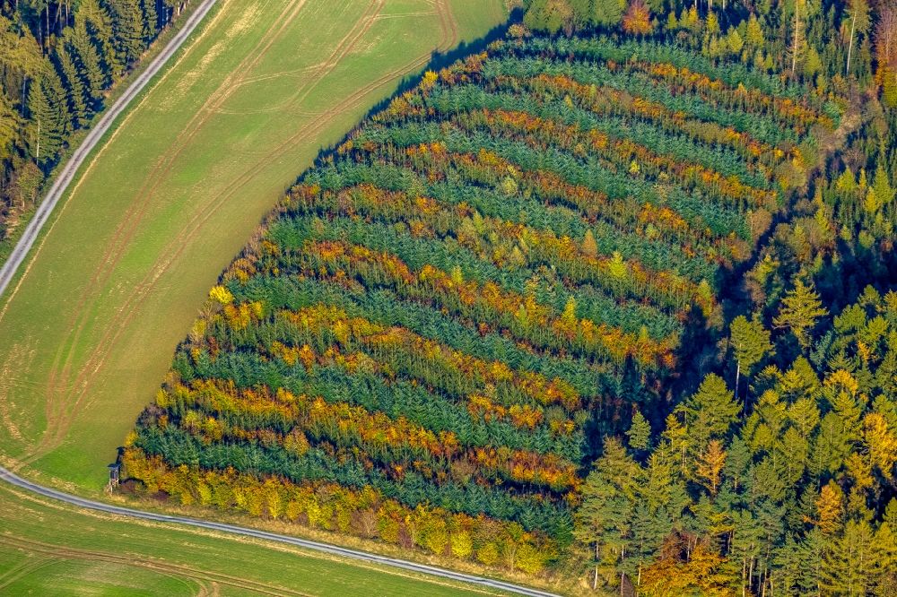 Luftbild Meschede - Herbstluftbild Laubbaum- Baumspitzen in einem Waldgebiet in Meschede im Bundesland Nordrhein-Westfalen, Deutschland