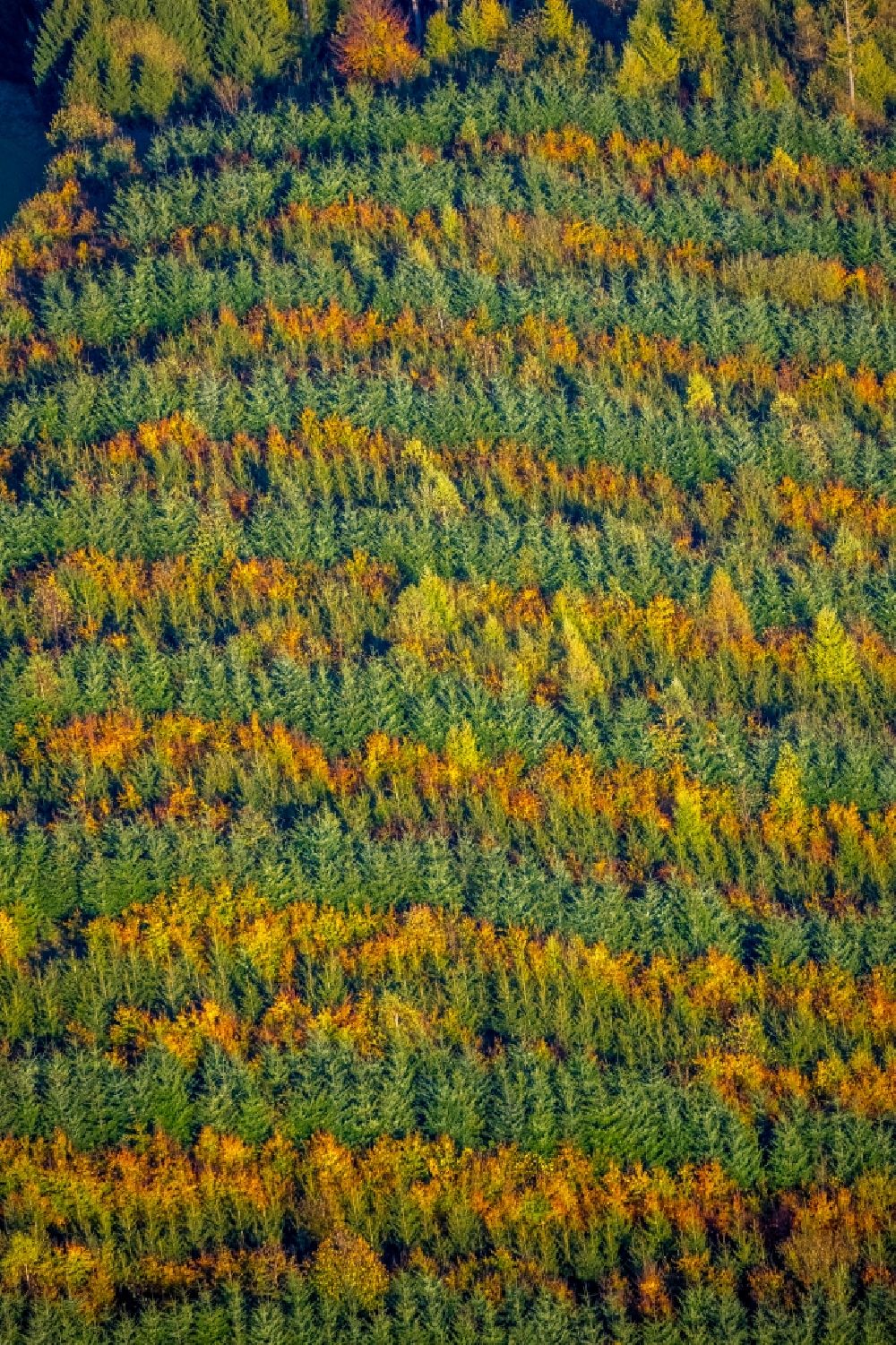 Meschede von oben - Herbstluftbild Laubbaum- Baumspitzen in einem Waldgebiet in Meschede im Bundesland Nordrhein-Westfalen, Deutschland