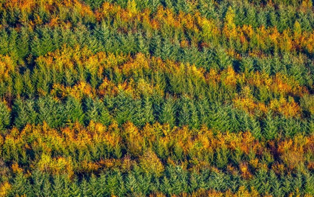Luftaufnahme Meschede - Herbstluftbild Laubbaum- Baumspitzen in einem Waldgebiet in Meschede im Bundesland Nordrhein-Westfalen, Deutschland