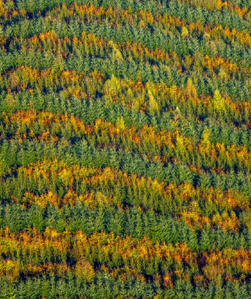 Meschede aus der Vogelperspektive: Herbstluftbild Laubbaum- Baumspitzen in einem Waldgebiet in Meschede im Bundesland Nordrhein-Westfalen, Deutschland