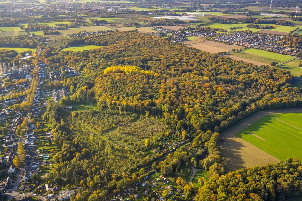 Luftbild Gladbeck - Herbstluftbild Laubbaum- Baumspitzen in einem Waldgebiet Möllers Bruch Waldgebiet in Gladbeck im Bundesland Nordrhein-Westfalen, Deutschland