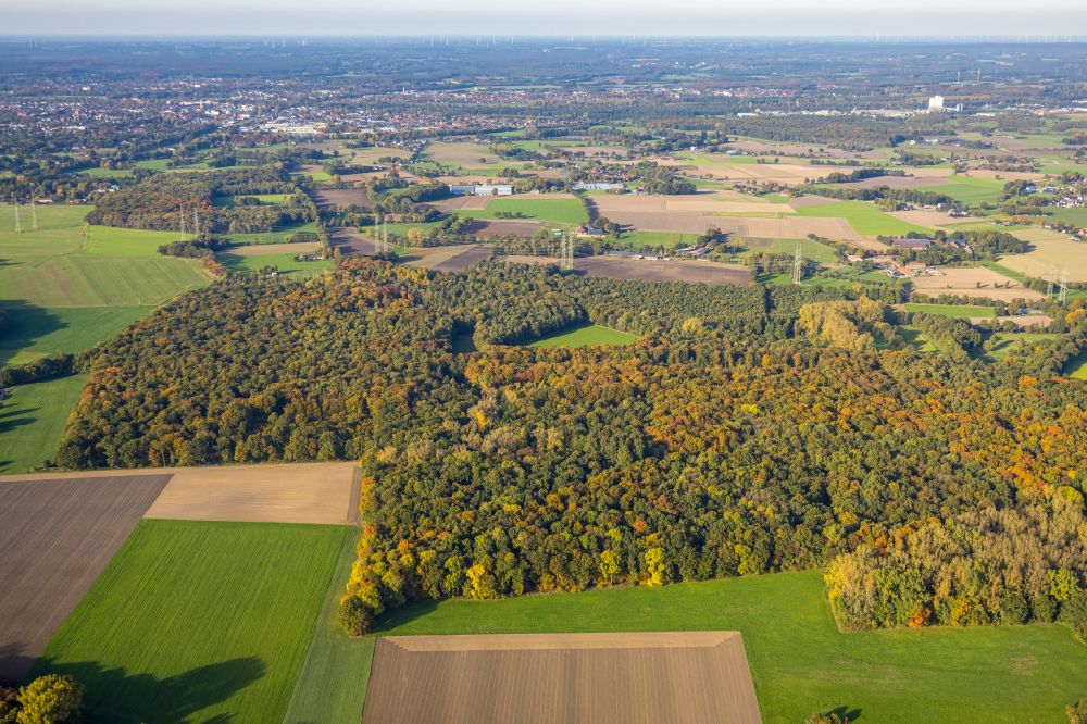 Gladbeck von oben - Herbstluftbild Laubbaum- Baumspitzen in einem Waldgebiet Möllers Bruch Waldgebiet in Gladbeck im Bundesland Nordrhein-Westfalen, Deutschland