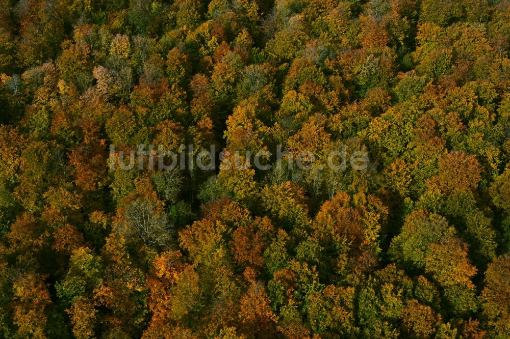 Oppershausen aus der Vogelperspektive: Herbstluftbild Laubbaum- Baumspitzen in einem Waldgebiet in Oppershausen im Bundesland Thüringen, Deutschland