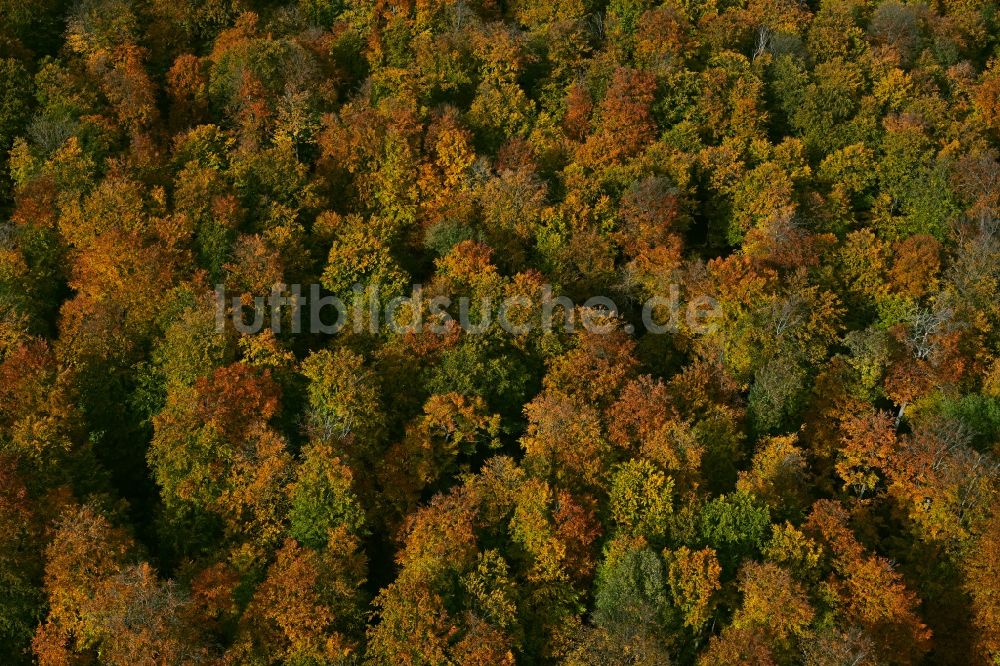 Luftbild Oppershausen - Herbstluftbild Laubbaum- Baumspitzen in einem Waldgebiet in Oppershausen im Bundesland Thüringen, Deutschland