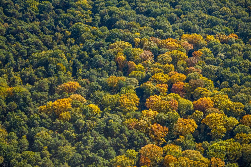 Hamm von oben - Herbstluftbild Laubbaum- Baumspitzen in einem Waldgebiet Pilsholz in Hamm im Bundesland Nordrhein-Westfalen, Deutschland