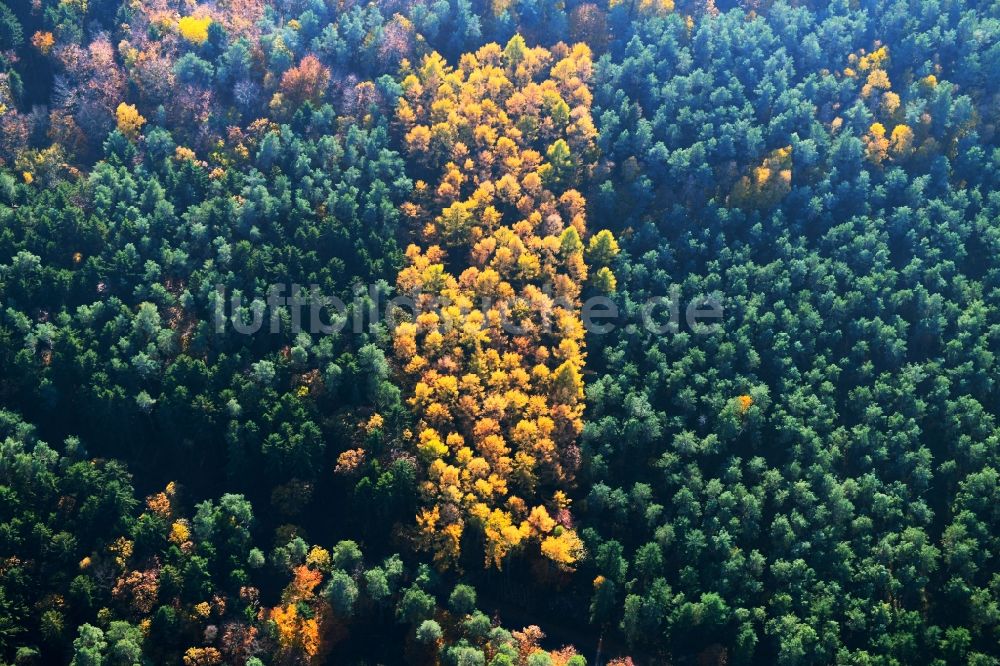 Luftbild Prisannewitz - Herbstluftbild Laubbaum- Baumspitzen in einem Waldgebiet in Prisannewitz im Bundesland Mecklenburg-Vorpommern, Deutschland