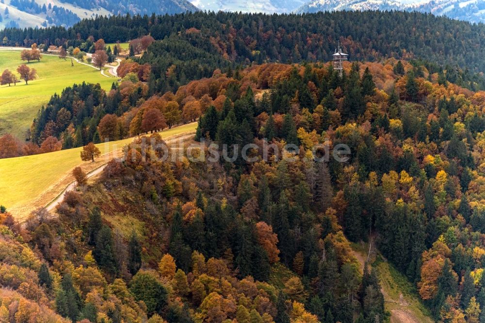 Luftaufnahme Oberried - Herbstluftbild Laubbaum- Baumspitzen in einem Waldgebiet am Schauinsland in Oberried im Bundesland Baden-Württemberg, Deutschland